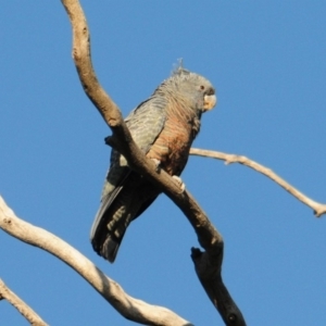 Callocephalon fimbriatum at Hughes, ACT - suppressed