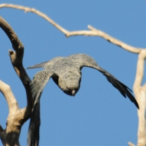 Callocephalon fimbriatum at Hughes, ACT - suppressed