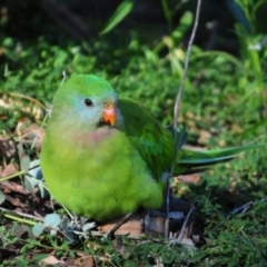 Polytelis swainsonii (Superb Parrot) at Federal Golf Course - 20 Apr 2020 by Harrisi