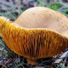 Phylloporus sp. (Phylloporus sp.) at Red Hill, ACT - 21 Apr 2020 by Harrisi