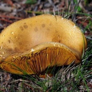 Phylloporus sp. at Red Hill, ACT - 21 Apr 2020