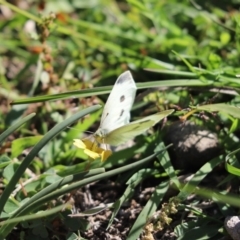 Pieris rapae (Cabbage White) at Aranda Bushland - 21 Apr 2020 by Tammy