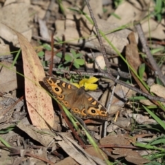 Junonia villida (Meadow Argus) at Dunlop, ACT - 21 Apr 2020 by Tammy