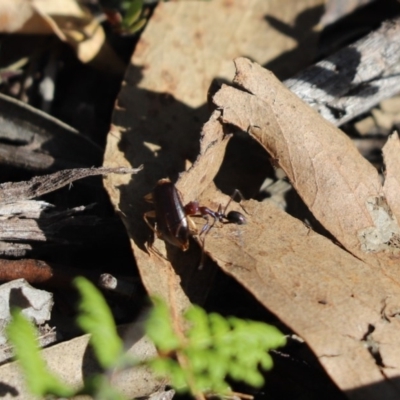 Iridomyrmex purpureus (Meat Ant) at Aranda Bushland - 21 Apr 2020 by Tammy