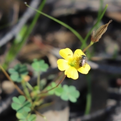 Lipotriches sp. (genus) (Halictid bee) at Aranda Bushland - 21 Apr 2020 by Tammy