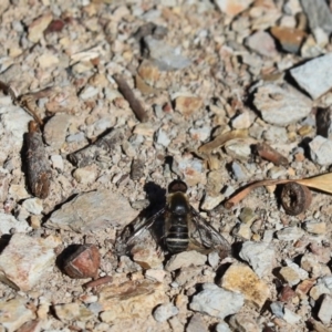 Villa sp. (genus) at Aranda, ACT - 6 Apr 2020