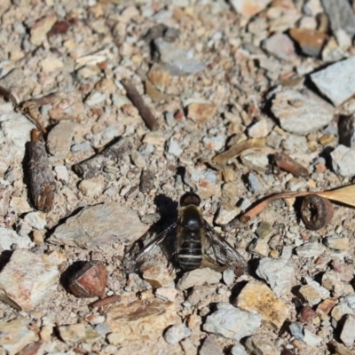 Villa sp. (genus) (Unidentified Villa bee fly) at Aranda Bushland - 6 Apr 2020 by Tammy