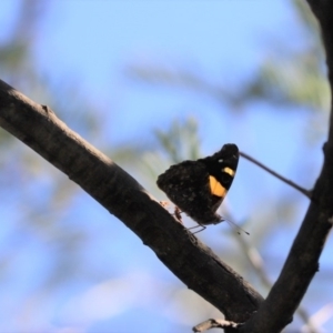 Vanessa itea at Cook, ACT - 19 Apr 2020