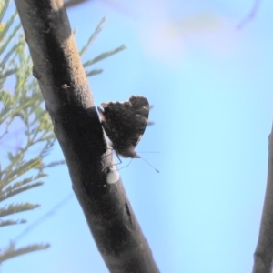 Vanessa itea at Cook, ACT - 19 Apr 2020 12:36 PM