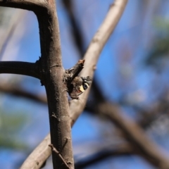 Vanessa itea at Cook, ACT - 19 Apr 2020