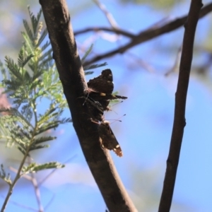 Vanessa itea at Cook, ACT - 19 Apr 2020