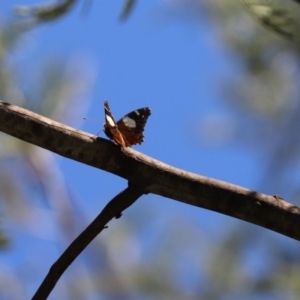 Vanessa itea at Cook, ACT - 19 Apr 2020 12:36 PM