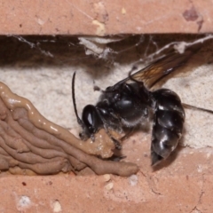 Pison sp. (genus) (Black mud-dauber wasp) at Evatt, ACT - 9 Nov 2015 by TimL
