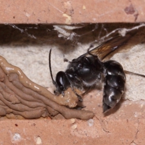 Pison sp. (genus) at Evatt, ACT - 9 Nov 2015 04:34 PM