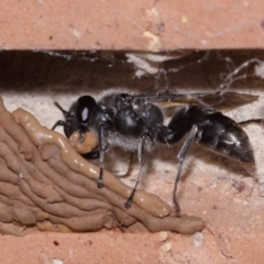 Pison sp. (genus) at Evatt, ACT - 9 Nov 2015 04:34 PM