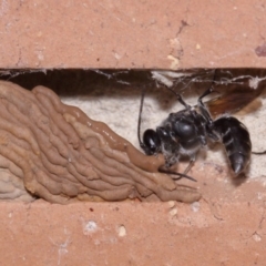 Pison sp. (genus) at Evatt, ACT - 9 Nov 2015 04:34 PM