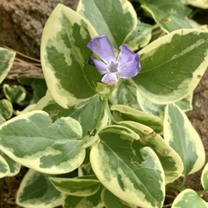 Vinca major at Stirling, ACT - 21 Apr 2020