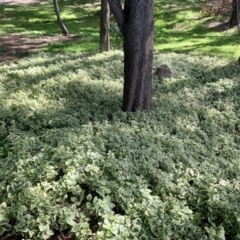 Vinca major at Stirling, ACT - 21 Apr 2020