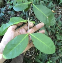 Elaeodendron australe (Red Olive Plum) at Wattamolla, NSW - 21 Apr 2020 by WattaWanderer