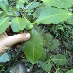 Elaeodendron australe at Wattamolla, NSW - 21 Apr 2020 10:31 PM