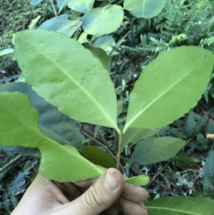 Elaeodendron australe at Wattamolla, NSW - 21 Apr 2020