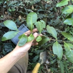 Elaeodendron australe at Wattamolla, NSW - 21 Apr 2020