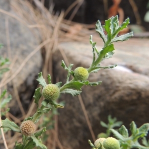 Centipeda cunninghamii at Paddys River, ACT - 15 Jan 2020