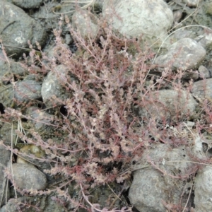 Myriophyllum verrucosum at Paddys River, ACT - 15 Jan 2020