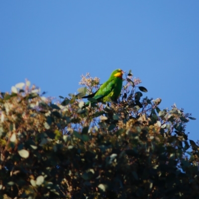 Polytelis swainsonii (Superb Parrot) at Hughes, ACT - 22 Apr 2020 by LisaH