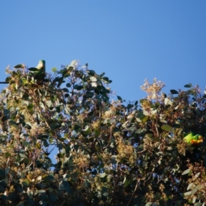 Polytelis swainsonii at Hughes, ACT - suppressed