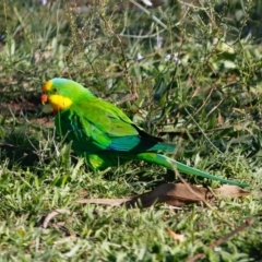 Polytelis swainsonii (Superb Parrot) at Deakin, ACT - 21 Apr 2020 by LisaH