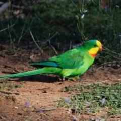 Polytelis swainsonii at Deakin, ACT - suppressed