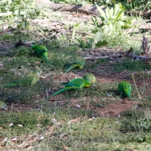 Polytelis swainsonii at Deakin, ACT - suppressed