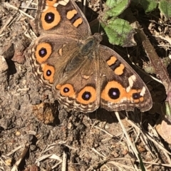 Junonia villida (Meadow Argus) at Aranda, ACT - 15 Apr 2020 by Jubeyjubes