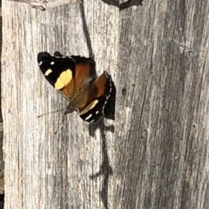 Vanessa itea at Aranda, ACT - 20 Apr 2020 03:07 PM