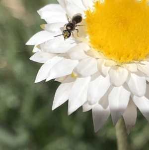 Hylaeus sp. (genus) at Aranda, ACT - 18 Apr 2020