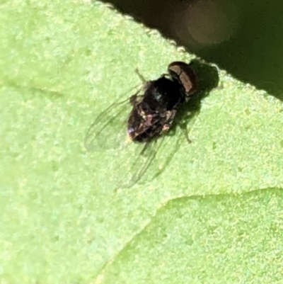 Unverified True fly (Diptera) at Aranda, ACT - 20 Apr 2020 by Jubeyjubes