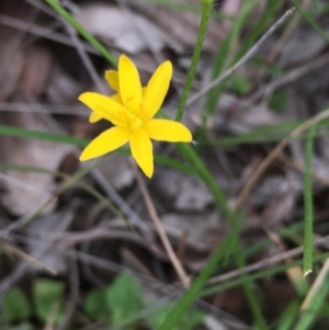 Hypoxis hygrometrica at Lower Boro, NSW - 20 Apr 2020 04:19 PM