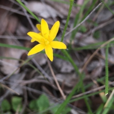 Hypoxis hygrometrica (Golden Weather-grass) at Lower Boro, NSW - 20 Apr 2020 by mcleana