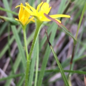 Hypoxis hygrometrica at Lower Boro, NSW - 20 Apr 2020 04:19 PM