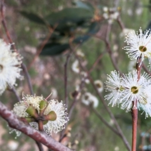 Eucalyptus stellulata at Boro, NSW - 23 Apr 2020
