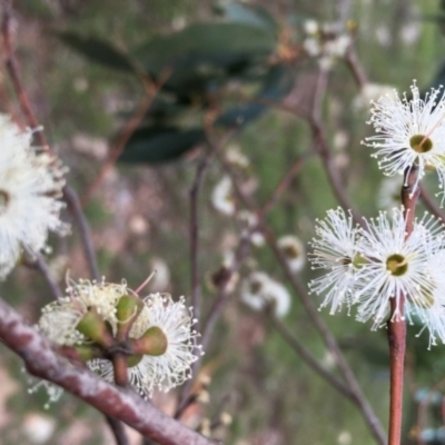Eucalyptus stellulata (Black Sally) at Boro, NSW - 23 Apr 2020 by mcleana