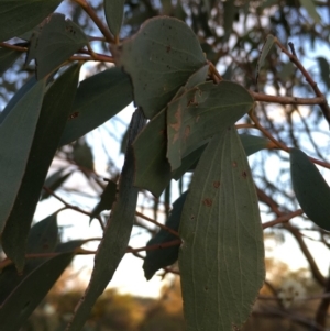 Eucalyptus stellulata at Boro, NSW - 23 Apr 2020 04:13 PM