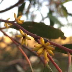 Eucalyptus stellulata at Boro, NSW - 23 Apr 2020