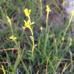 Pimelea curviflora (Curved Rice-flower) at Boro, NSW - 21 Apr 2020 by mcleana