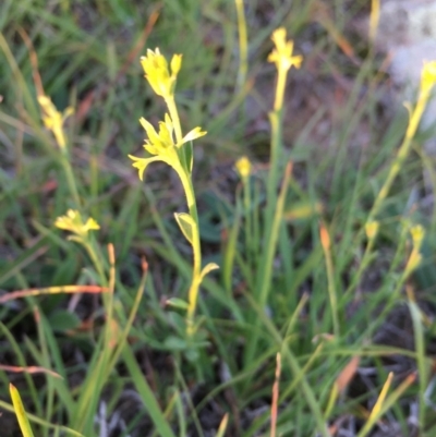 Pimelea curviflora (Curved Rice-flower) at Boro, NSW - 21 Apr 2020 by mcleana