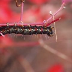 Phalaenoides glycinae (Grapevine Moth) at Cook, ACT - 21 Apr 2020 by lyndallh@bigpond.com