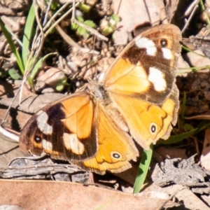 Heteronympha merope at Coree, ACT - 17 Apr 2020