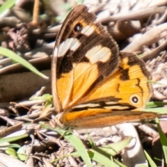 Heteronympha merope at Coree, ACT - 17 Apr 2020 01:00 PM