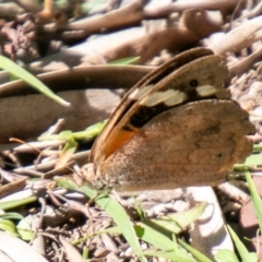 Heteronympha merope at Coree, ACT - 17 Apr 2020